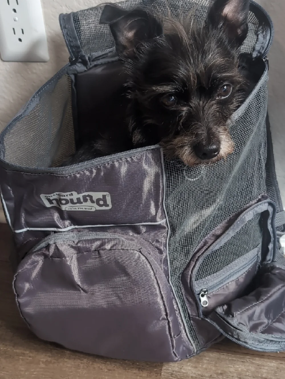 Outward Hound Pet BackPack